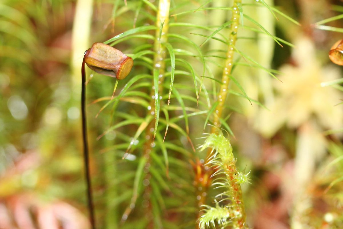 Alliance for Scotland's Rainforest tweet media