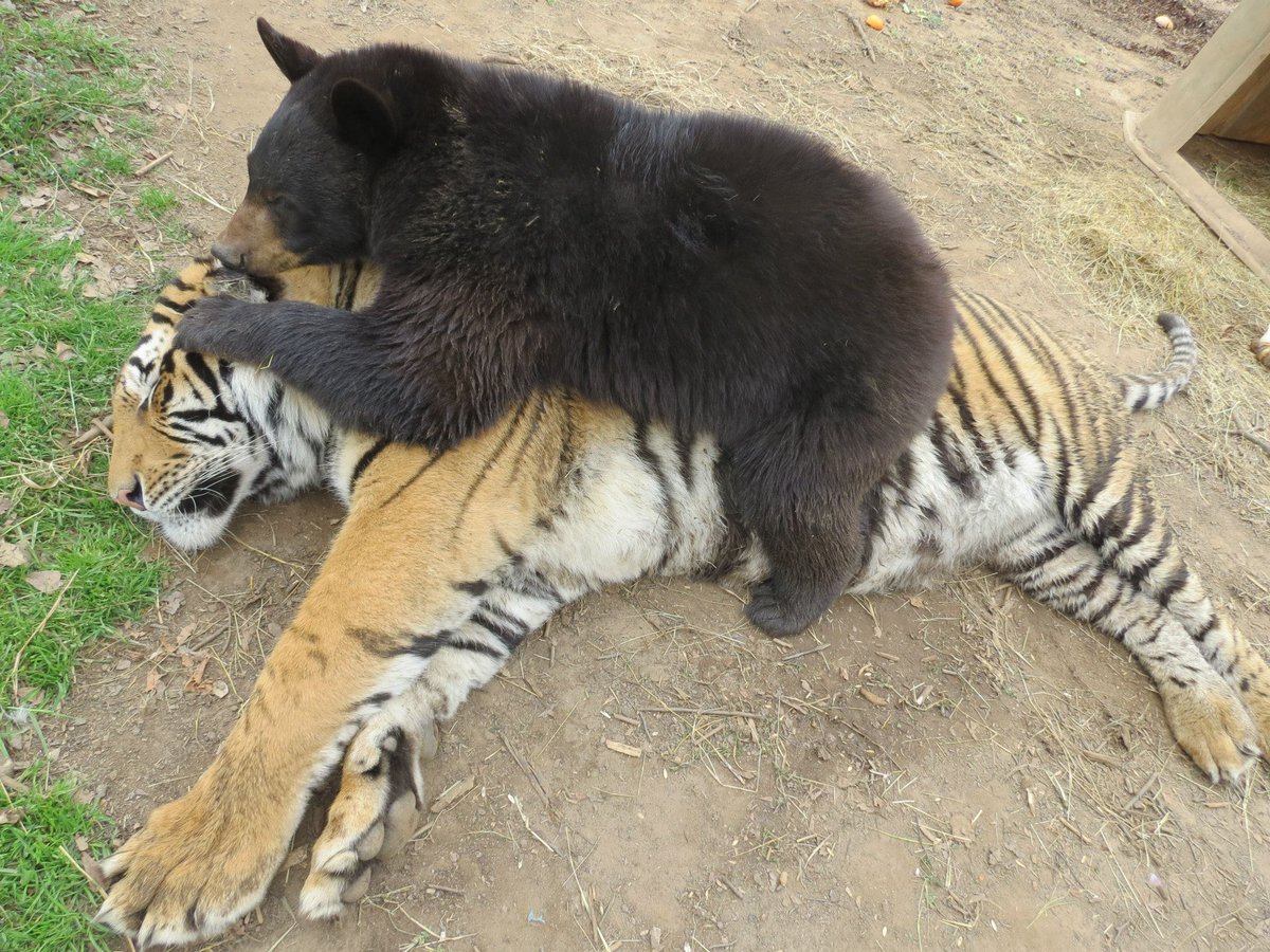 DJ burger 🍔🐯🎵 tweet media