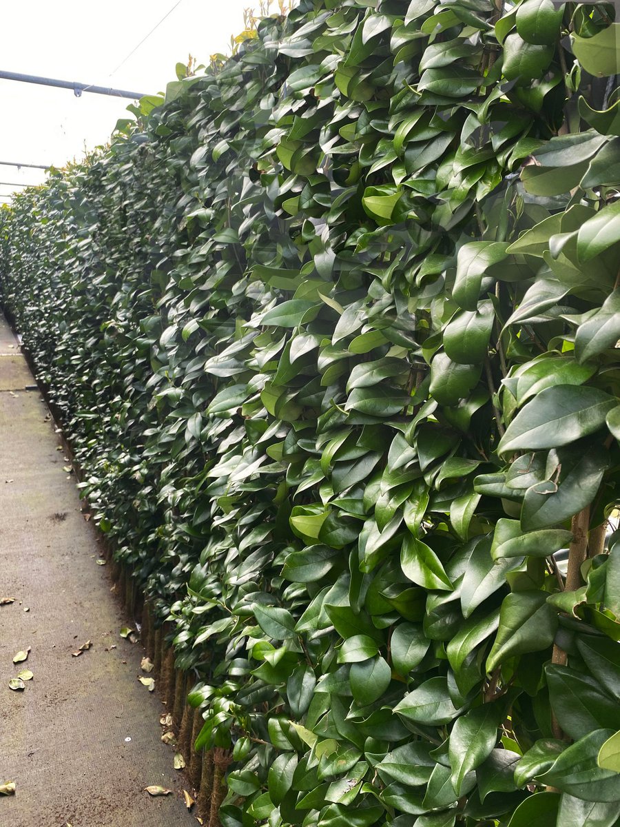 ThePeterBelton's tweet image. Looking stunning and back in stock - the all round Living screen 'Ligustrum japonicum Taxanum'

Sure to impress with its waxy, dark green leaves and clusters of fragrant, creamy-white flowers.

Find out more: bit.ly/4uew9oX

#landscaping #gardendesign #biodiversity