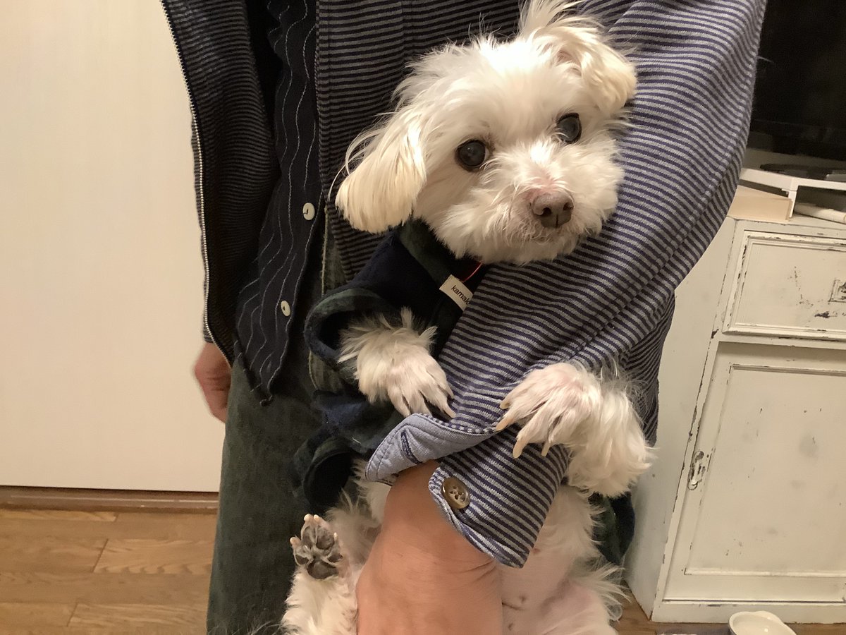 今日、ロッティーの登録犬死亡届けを出してきました。

特徴のところは「かわいい」って書いて出しました。

🥲