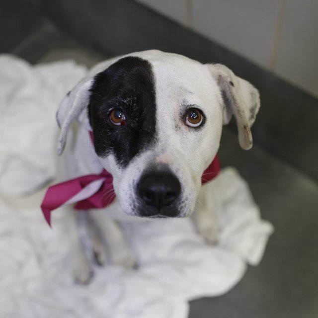pups_in_need's tweet image. #SanAntonio #TX
ACS Shelter
#AdoptDontShop
#Rescue
#adopt
#Foster
#shelterdog
Save A Life 🌿 
URGENT TODAY
Sweet girl🥇
2 years
🌼Pet id A804061
Pls Email-
acsadoptions@sanantonio.gov
acsrescue-foster@sanantonio.gov
Foster given free pet food, vet care
youtu.be/lIi2b0-1IIc?si…