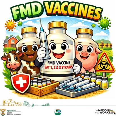 GCISNorthernCap's tweet image. HOW #FMD VACCINATION PROTECTS YOUR LIVESTOCK
Foot and Mouth Disease (FMD) vaccines do NOT contain live   virus.
They are made from killed parts of the virus, so they   cannot cause FMD.
Toll-Free Number: 0860 246 640
#FMDvaccination #StopFMD #ProtectOurLivestock
#GovZAUpdates