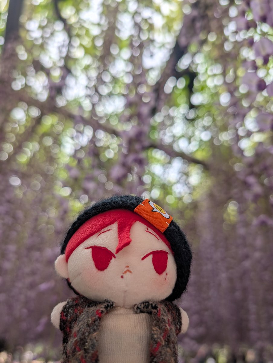 ホ:今日はあしかがフラワーパークへお出かけ🚗💨
藤の花たくさん見れて感動です✨

#ホクロぬいの日常