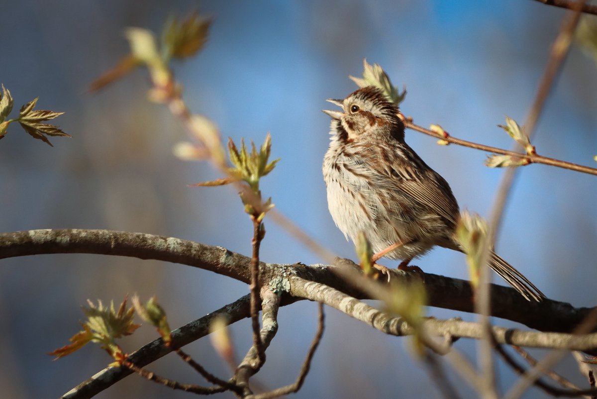 lucylenora1's tweet image. Have a good Thursday all. 🎶🎶 #birds #birding #birdphotography #birdsoftwitter