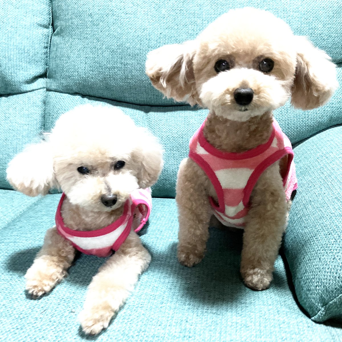 ToypooChannel's tweet photo. 🐶GWだね～！✨😊

#トイプードル
#トイプーチャンネル https://t.co/RROk7pWlt0