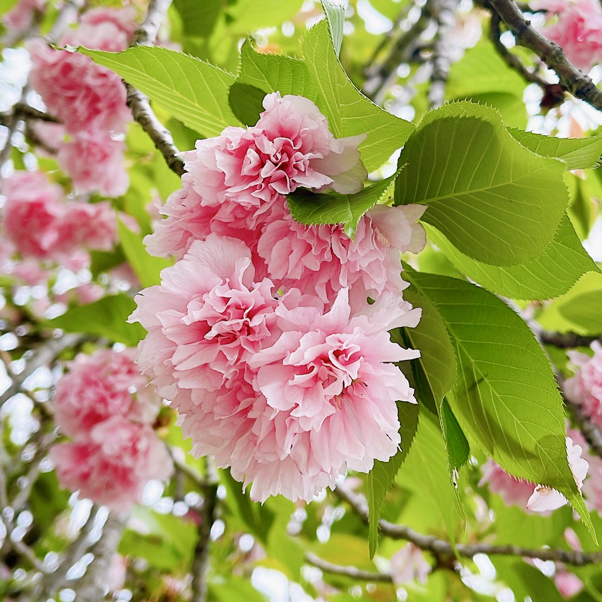 Sakura🌸 tweet media