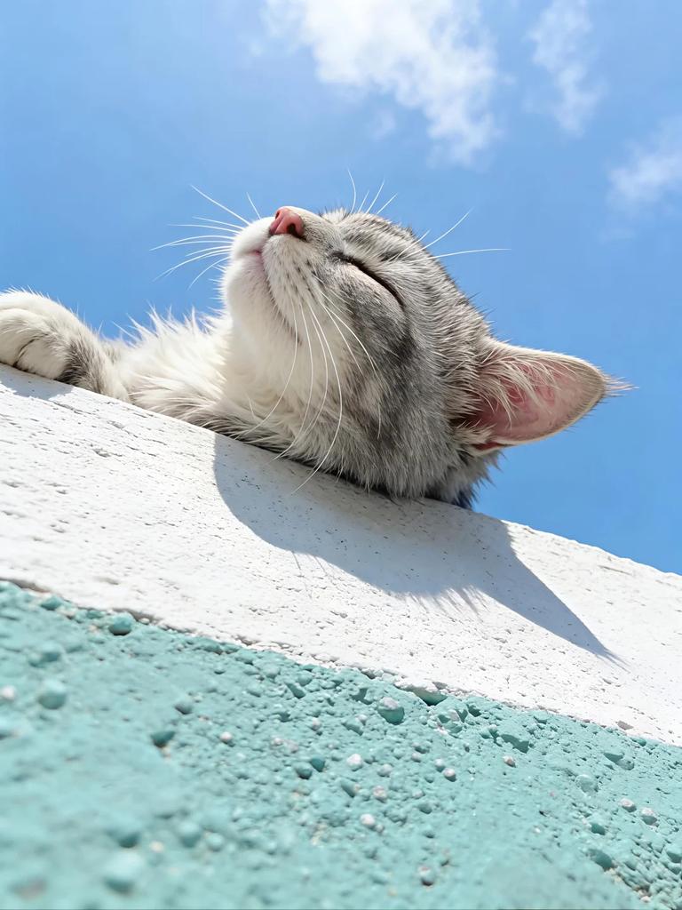Cat 🐈 (@cutecatsmagic) on Twitter photo 