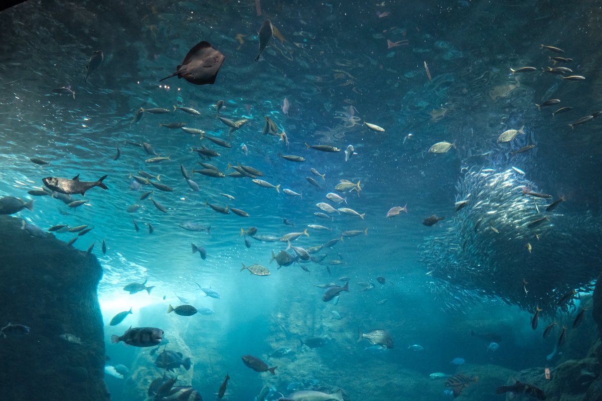 inu_to_hoshi's tweet image. 新江ノ島水族館はいつ行っても好き
#photography #camera #fujifilmxe3