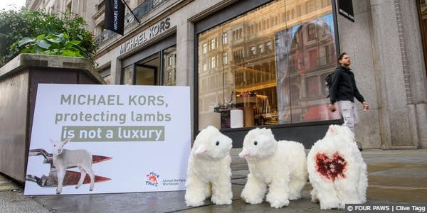 marillion13's tweet image. The META AI deleted my IG &amp;amp; FB accounts in 03 &amp;amp; 09/24, if you´re (still) on IG please tag #MichaelKors here:
instagram.com/fourpaws.inter…
Speak out against the cruel #Mulesing of sheep. 
@fourpawsint @VIERPFOTEN