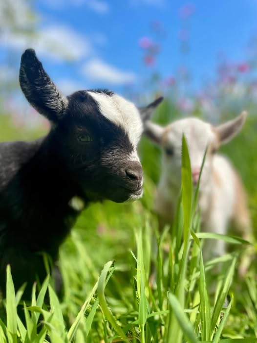 PennywellFarm's tweet image. Good Morning! 🐐🌱 @pennywellfarm #goodmorning #devon #farmlife

Book today👉pennywellfarm.co.uk/pages/booking-…