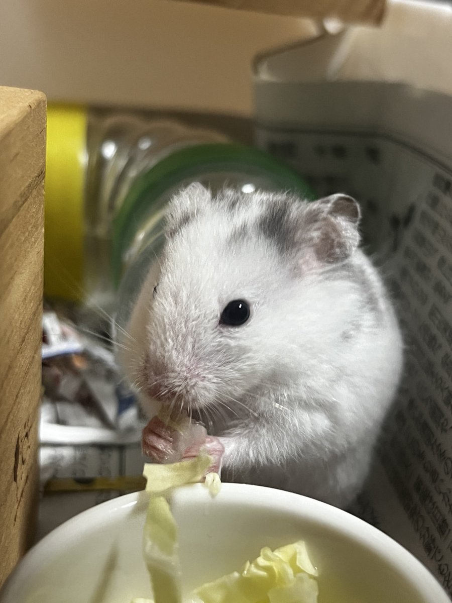 Savankov tweet media