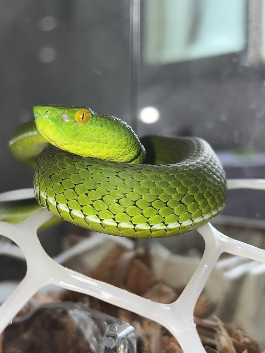 JiaLuSama's tweet photo. 蓝线冈氏竹叶青 #Trimeresurus https://t.co/xMo9DB0Gs9