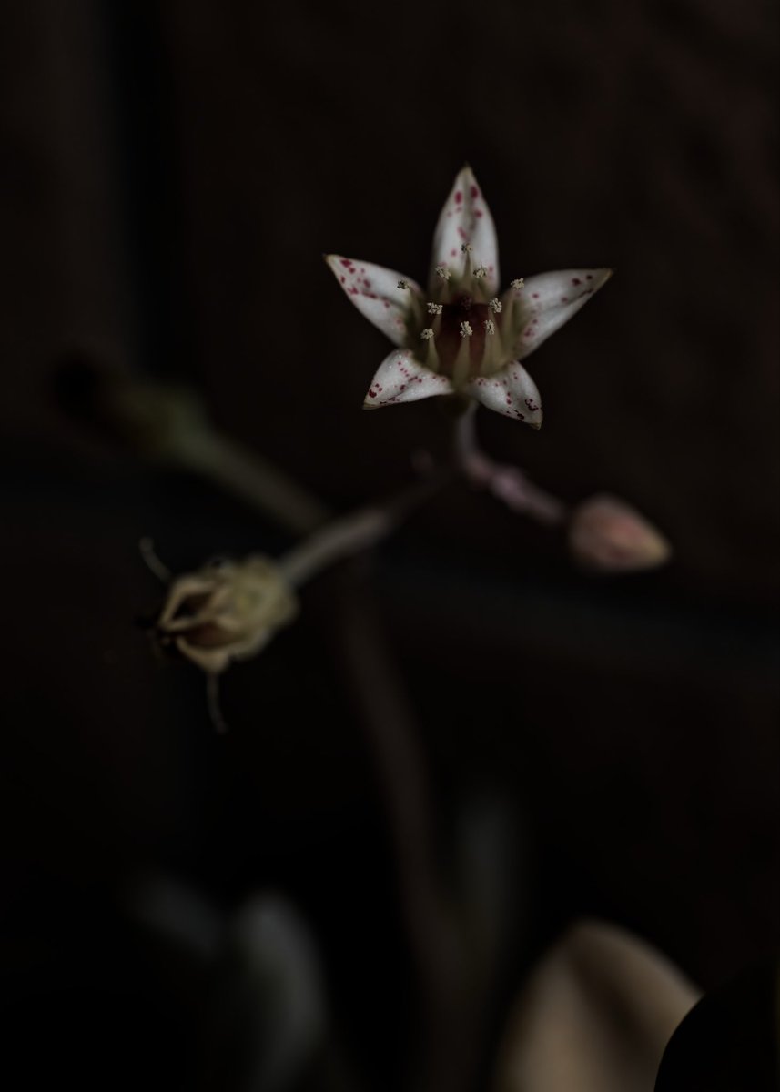 朧月の花が咲いたので撮ってみました