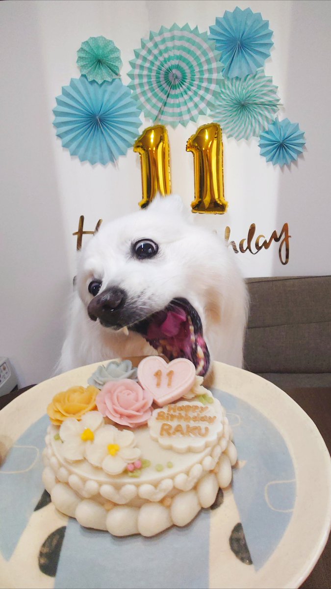 『一度でいいから誕生日ケーキと一緒に笑っている愛犬の写真を撮ってみたい』と思い続けること11年！お誕生日おめでとう！！