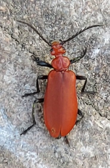 earthwindfire42's tweet image. I just found this little #bitmap punk.  He's called  Red-headed Cardinal Beetle (Pyrochroa serraticornis) 🧡🟧🧡