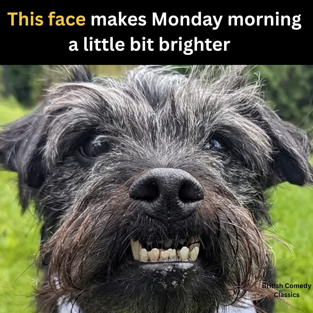 francewitch's tweet image. I posted this every Monday morning 🌄...RIP dearest Ted. Much loved. #Gonefishing #Ted #dogsofx #dogsoftwitter #Rainbowbridge #MondayMorning