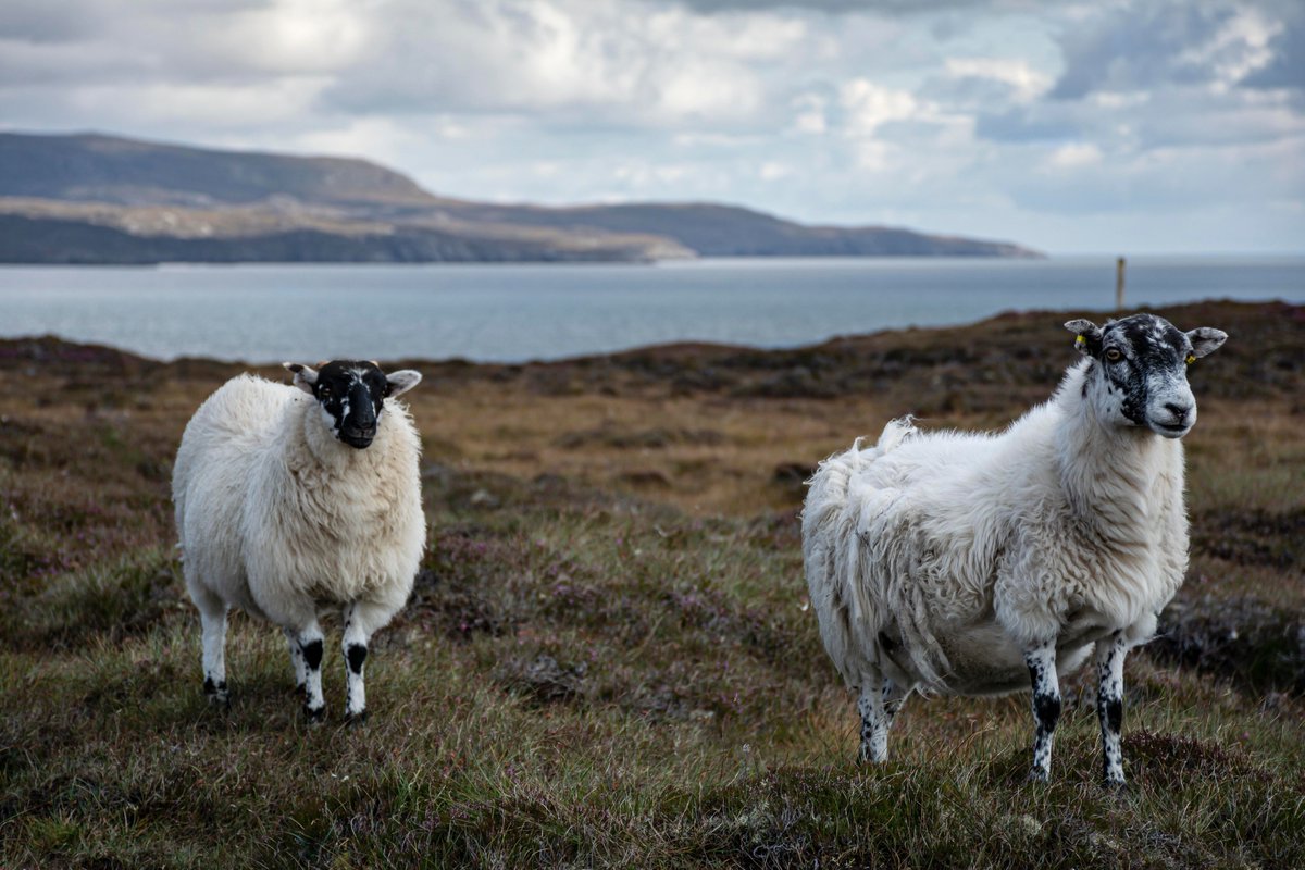 Diagnostics for Animals tweet media