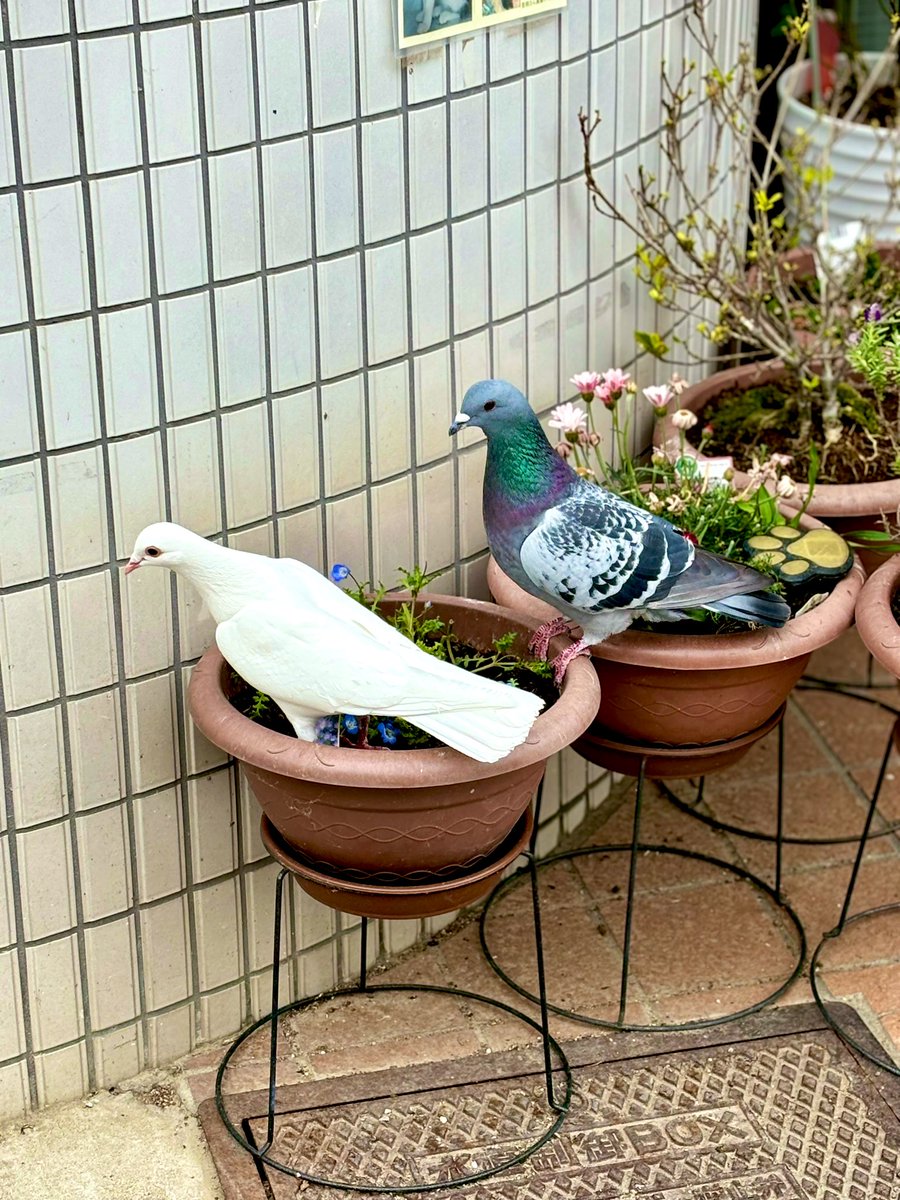 白河 俊平(Pf) tweet media
