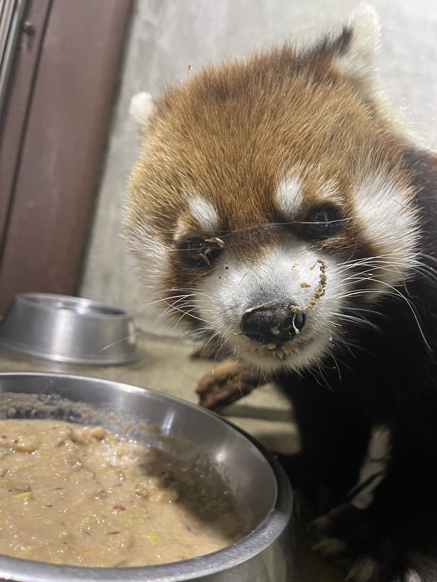 鯖江市西山動物園 tweet media