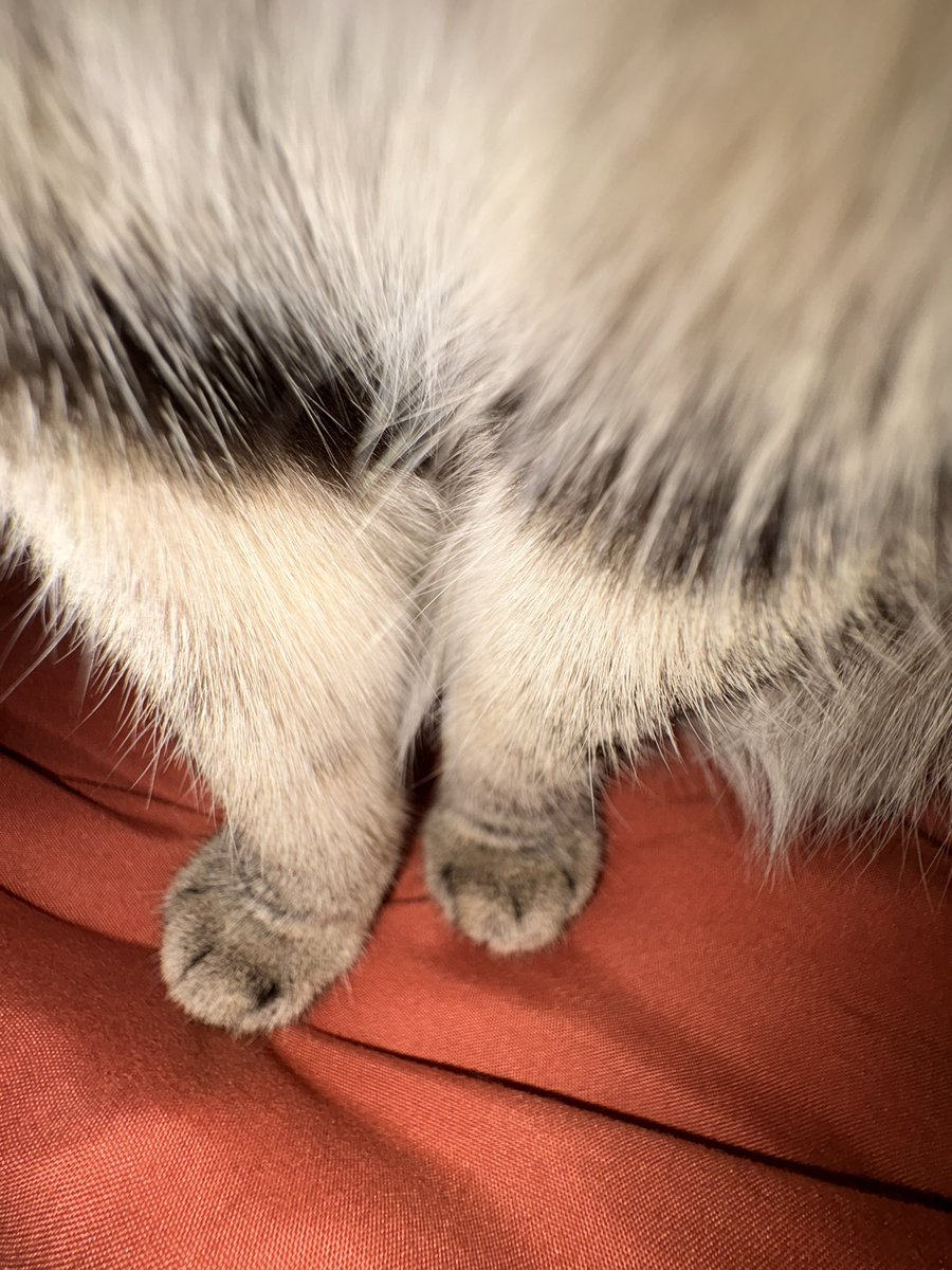 alienky5's tweet photo. 500$ a peice for toe beans pics… under 1 years old… very scandalous 🤣🤣 https://t.co/MUtxdBRG99