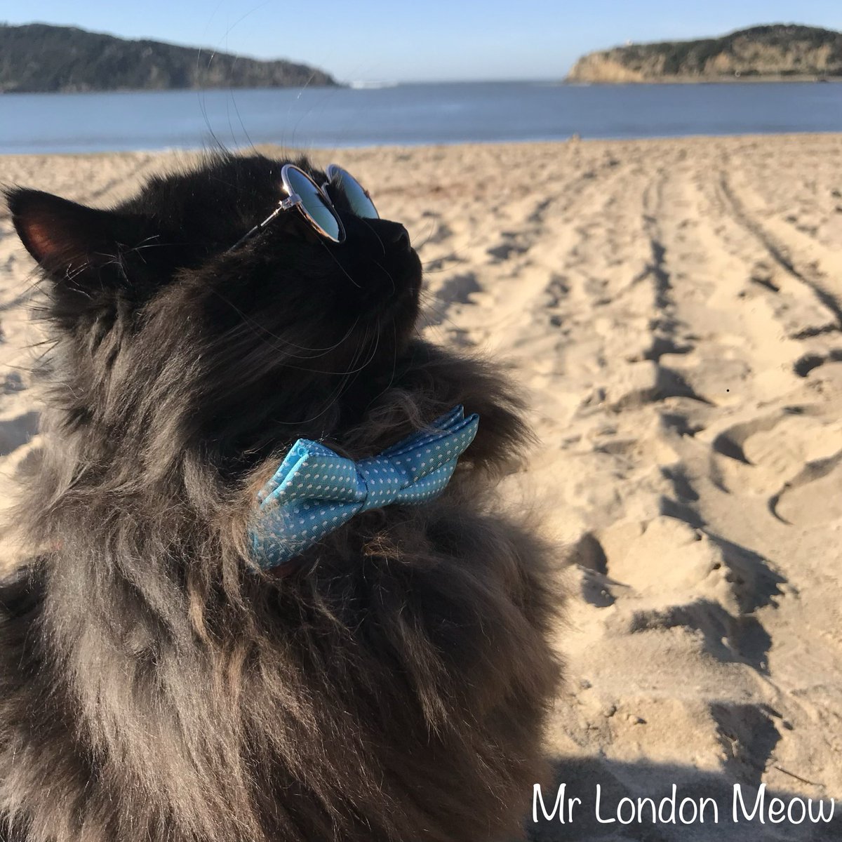 meow_london's tweet image. This is a kitten photo of me-ow in Pawtugal!
I was 1 year old! 😎

#kitty #coolcat #cats #summervibes