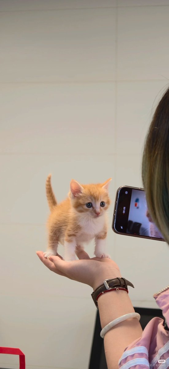 No Context Cats tweet media