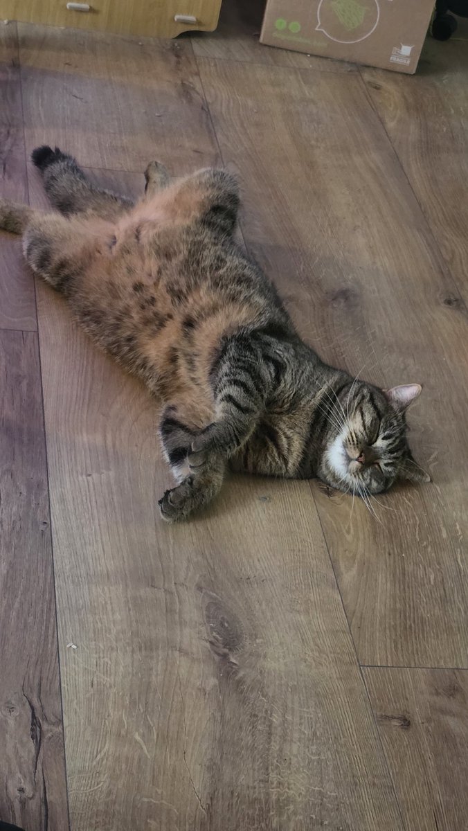 Douceurdiary's tweet photo. 2 ans d’amour avec Perle 🐾❤️ 
#Cat #CatLovers #CatOfTheDay https://t.co/GmMogWos80