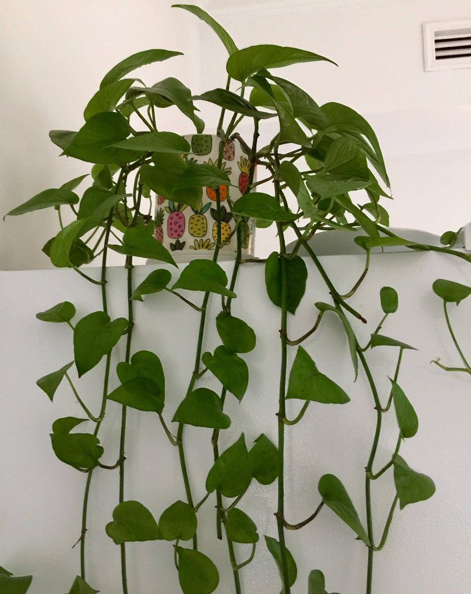 Samantha Ang tweet media