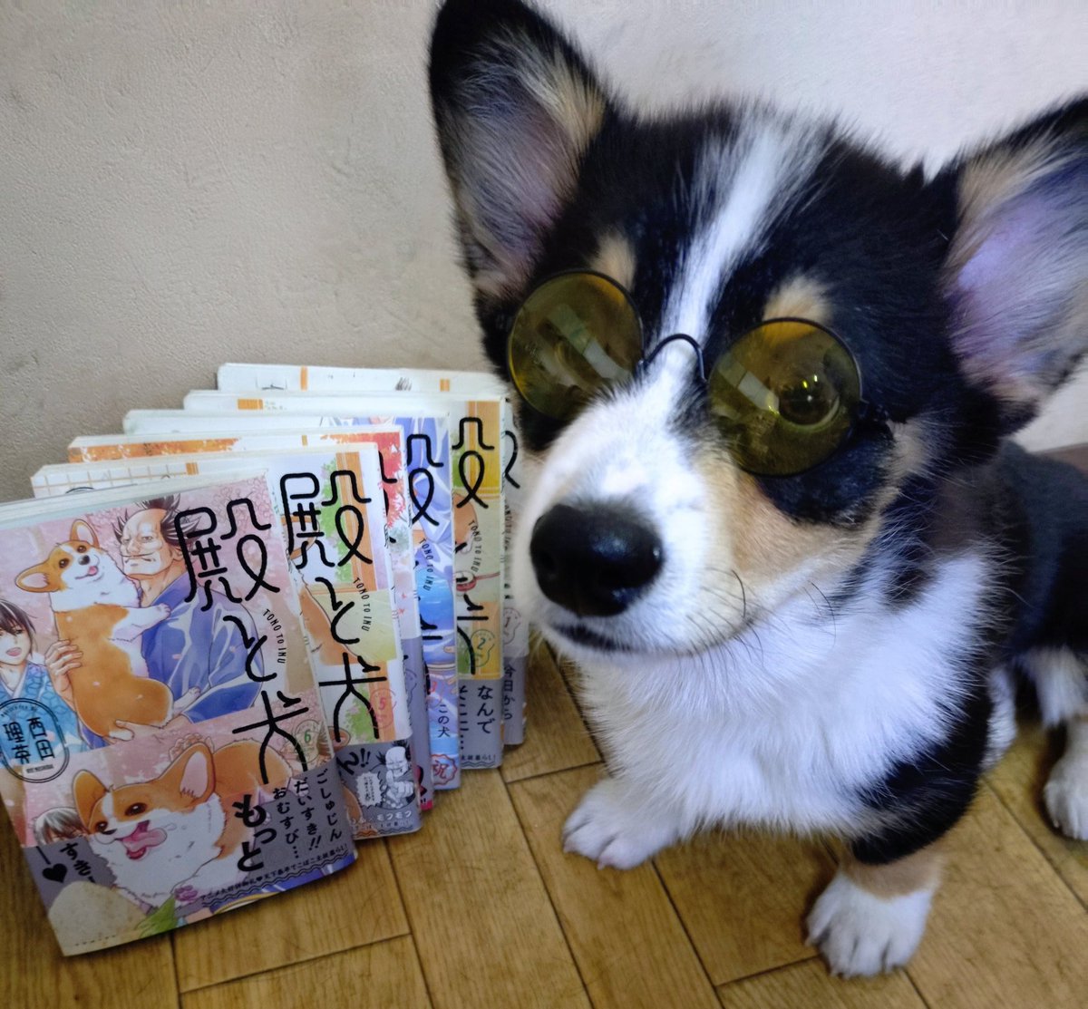 ボクちんも主とニィニのマネっ子しゃんして西田先生の🐶「殿と犬」を一緒に応援📣するでしよ〜🦾🐶💞🦾🐶💞
皆しゃんも西田先生の「殿と犬」いっぱい応援📣してほしいでしよ〜🧡
#コーギーのいる暮らし
#コーギーメガネ
#コーギーパピブラックタン
#コーギー
#コーギー癌