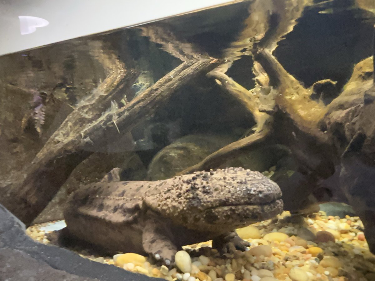sanami_roro's tweet image. 名古屋のSEA LIFEに行きました！
あつ森のおかげか激混み！！
並ぶの大変だったけど、タッチパネルの解説とかあつ森コラボとか楽しかった！
 #SEALIFE  #レゴランドシーライフ  #水族館