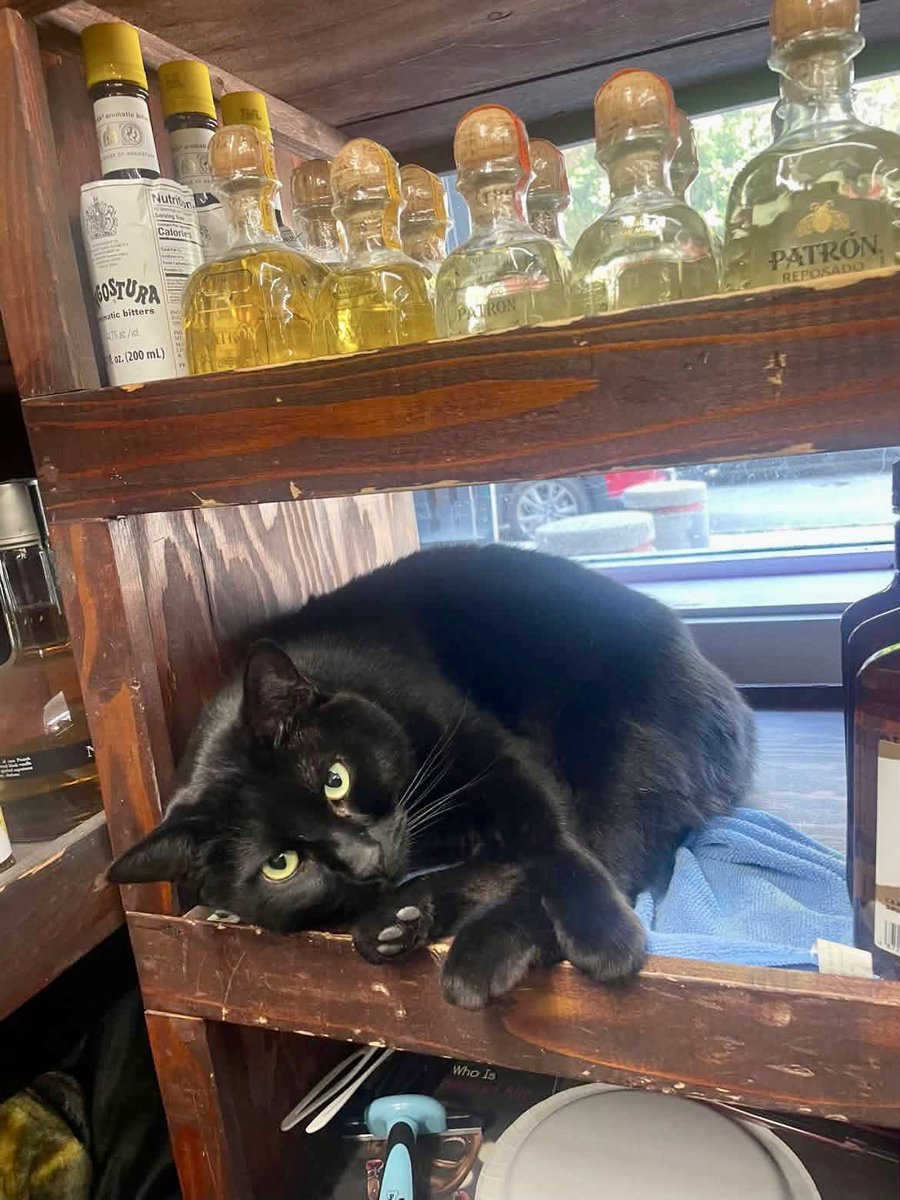 Bodega Cats (@bodegacats_) on Twitter photo 