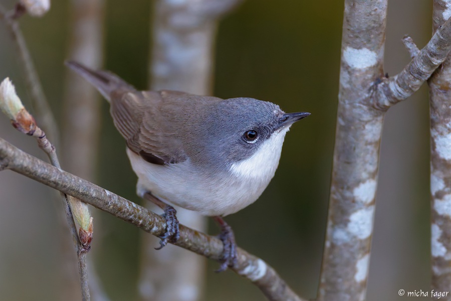 BirdlifeSuomi's tweet photo. Kolea pohjoisvirtaus on pitänyt lintujen kevätmuuttoa kurissa. Viime päivinä on havaittu vain muutama keväälle uusi laji, ja hyönteissyöjälintuja on tähän mennessä saapunut hyvin vähän. Käänne on luvassa vappuna.

https://t.co/TjvVb6ADis #kevätmuutto #hernekerttu

📷 Micha Fager https://t.co/Lpp7CSwM4d