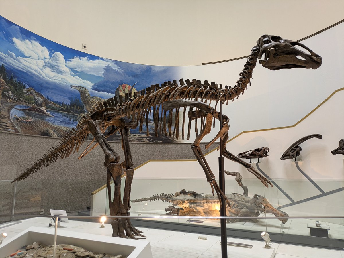 Blackbuck_jp's tweet photo. 豊橋市自然史博物館の目玉！
エドモントサウルスの本物の化石！

博物館にある恐竜の化石はほとんどがレプリカなんだけど、これは90％が本物の化石らしい！

ずっと地中にあったはずなのに、ひしゃげたりもしてません

そんな貴重な化石を手の届く位置で展示しているのって、本当にすごいですよね！！ https://t.co/dm7h1Yq7uk