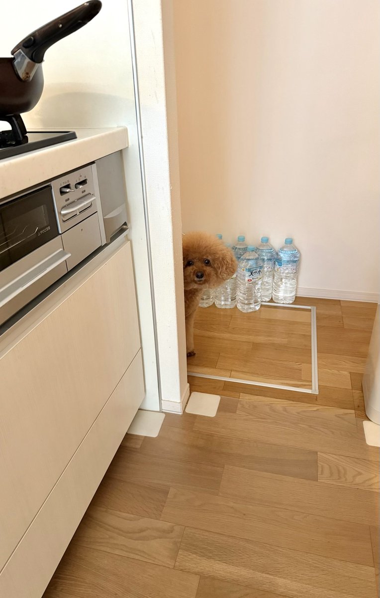 IW29WOXYx9SJanR's tweet image. キッチンでピザ齧ってたら見られてた

 #犬のいる暮らし