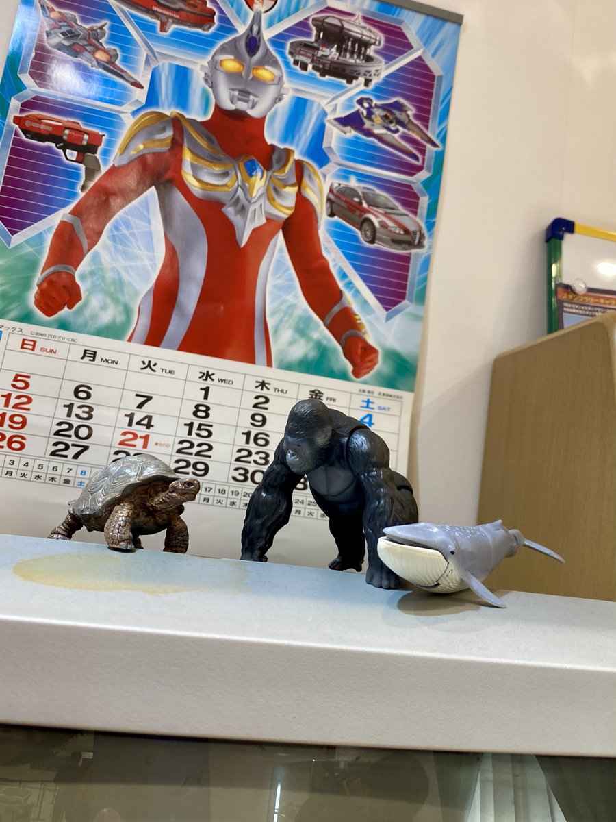 「平成climax展」6日目
ゴールデンウィークが始まって大盛況でした。

ゴリラ、クジラ、カメ…

これって幻のゴジラ対ガメ……

#ウルトラマンマックス
#平成クライマックス