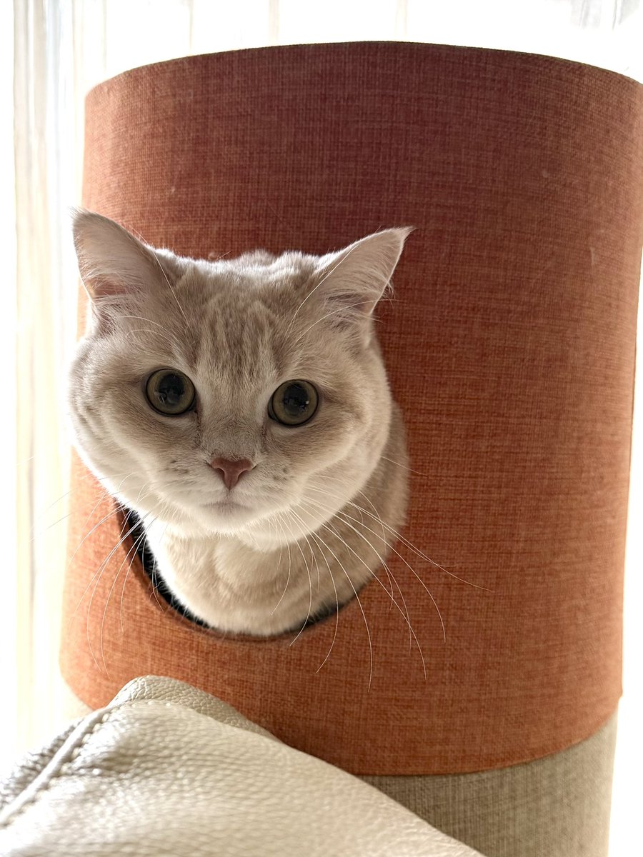 マンチカン長足のむぎ tweet media