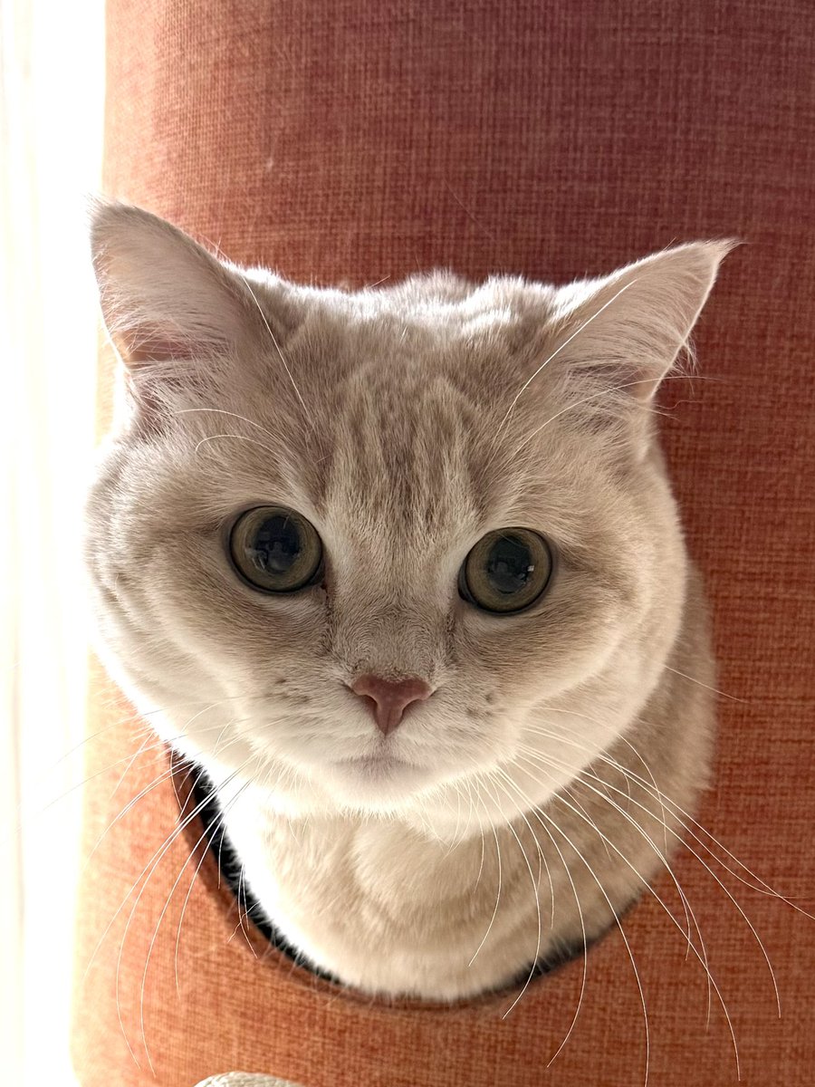 マンチカン長足のむぎ tweet media
