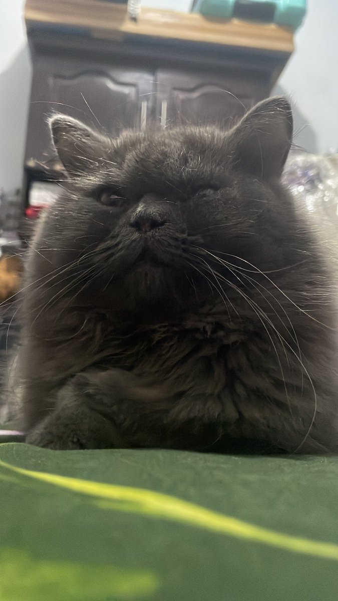 blackcat tweet media