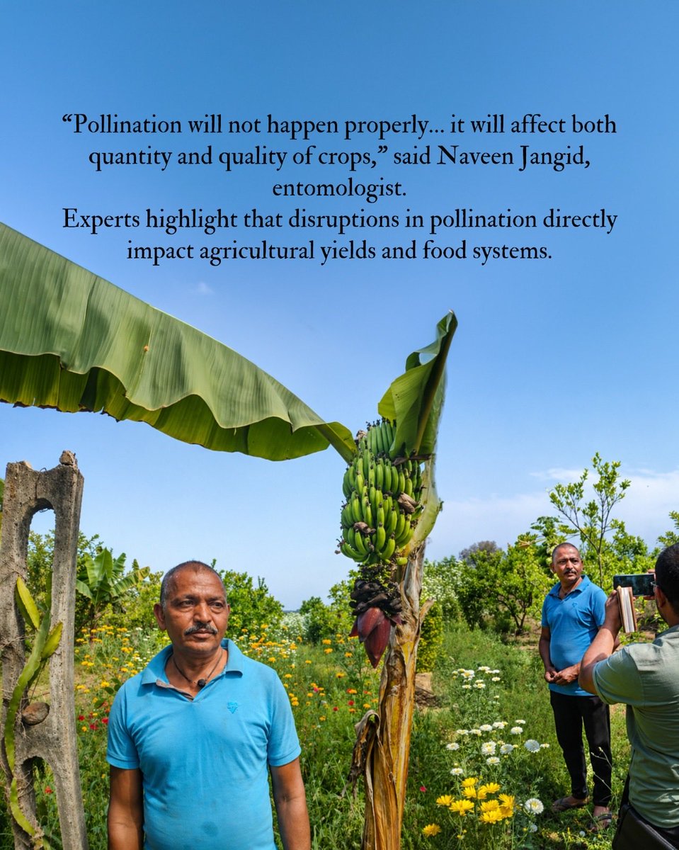 101reporters's tweet image. Read the full story by Satish Malviya.
Link: 101reporters.com/article/enviro…

#ClimateChange #Beekeeping #Agriculture #RuralLivelihoods #FoodSystems (2/2)