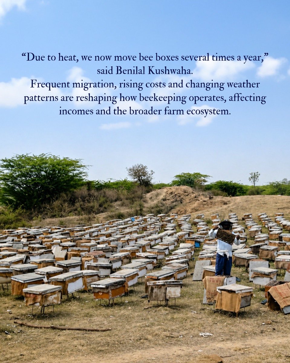 101reporters's tweet image. Read the full story by Satish Malviya.
Link: 101reporters.com/article/enviro…

#ClimateChange #Beekeeping #Agriculture #RuralLivelihoods #FoodSystems (2/2)