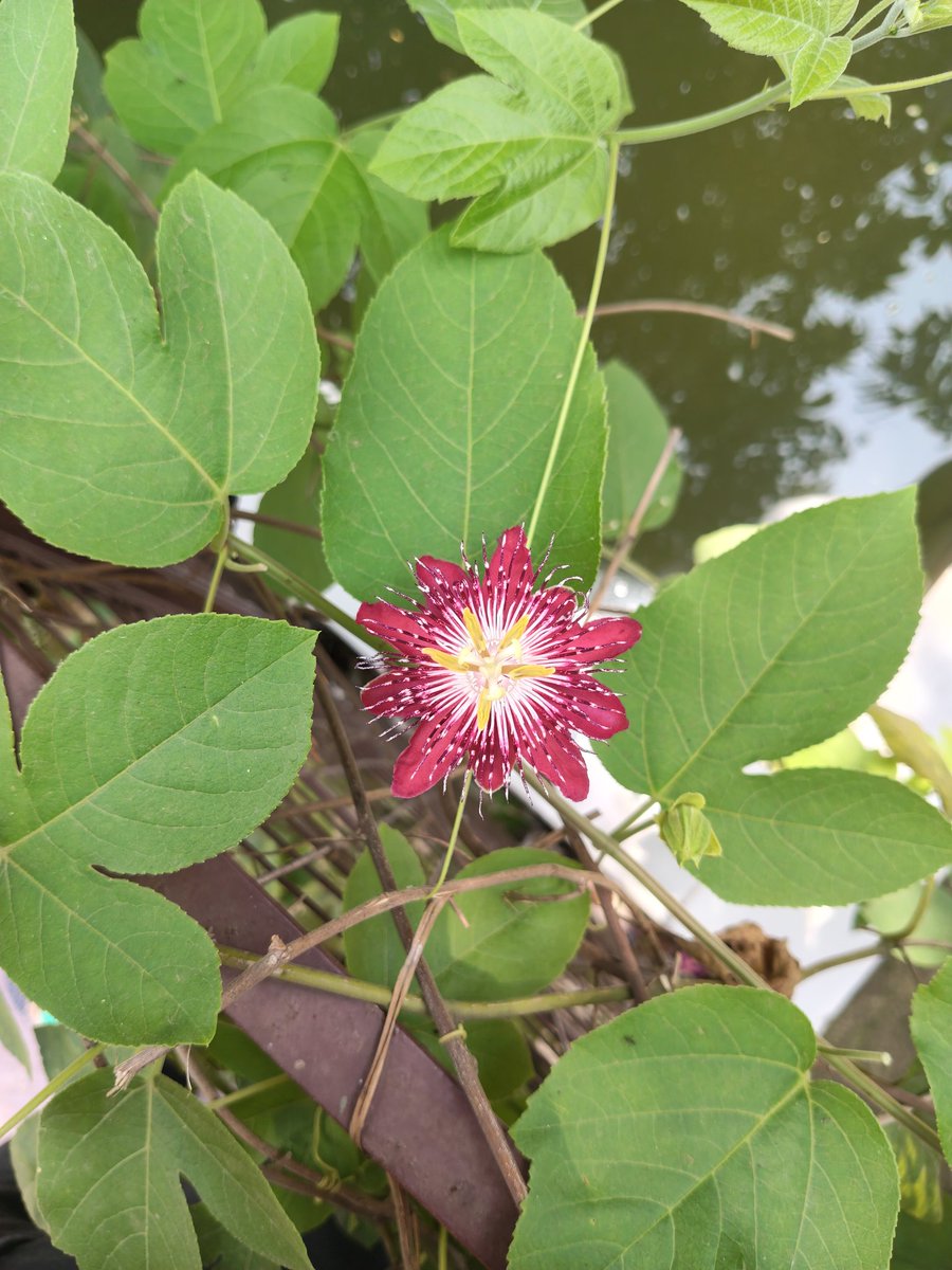 ଚାଲନ୍ତୁ ଟିକେ ସମୟ ବାହାର କରି ପ୍ରକୃତି ର ସୂକ୍ଷ୍ମ କାରୁ କାର୍ଯ୍ୟ କୁ ନିରେଖି ଦେଖିବା