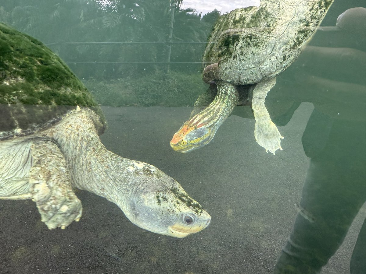ニシキセタカガメの自然繁殖に成功しました！
世界的にみても飼育下での繁殖例がとても少ない希少種です。
展示場内にて自然繁殖した個体を回収出来ました。
8年以上繁殖を目指してきてやっと殖えてくれました。痺れます‼️

今後も引き続き種の保存を目指していきます。

#Batagurkachuga #iZoo #カメ