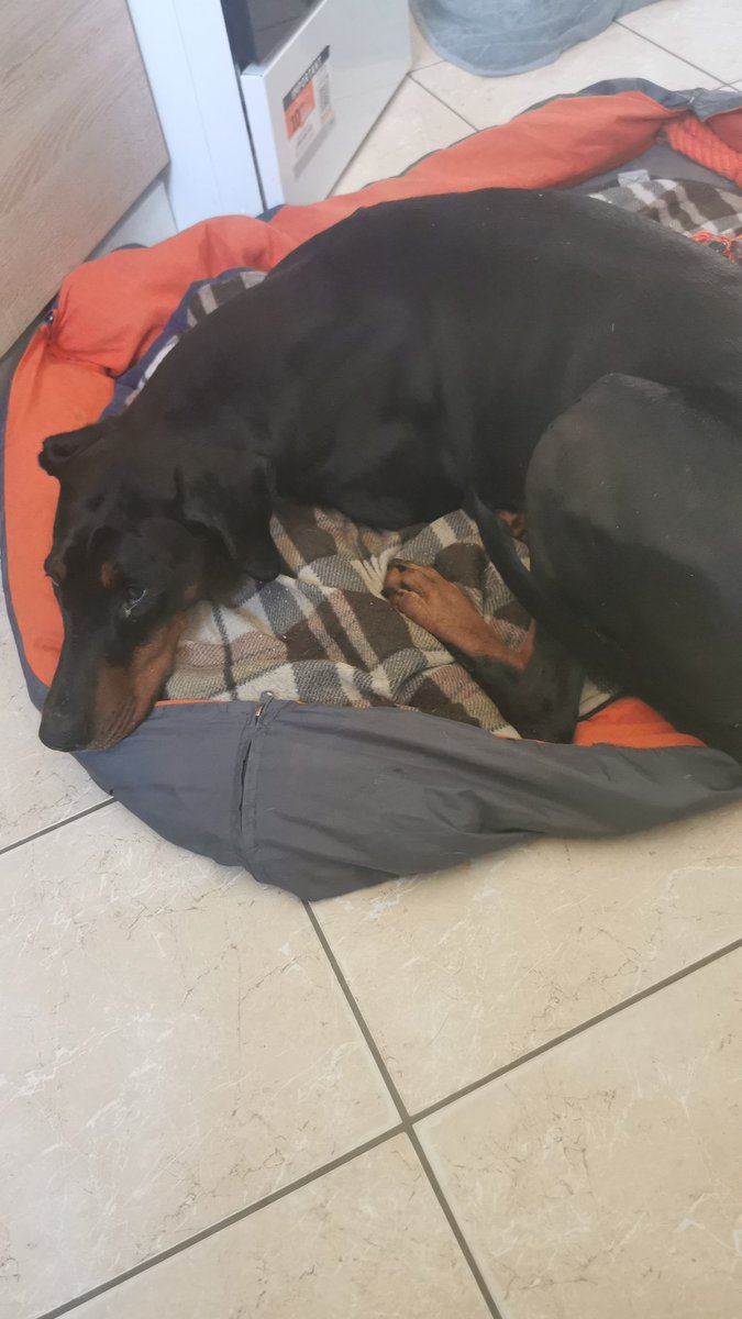 MissMad420's tweet image. Oha Penny ist bedröppelt. Hab sie grade angenölt. Die Katzen toben. Sie darf da nicht mitmachen und fiept. Fiepen nervt mehr als Trampeln. Sie liegt jetzt so, dass sie demonstrativ von der Tür wegguckt und schmollt.

#dobermann #hundecontent #DogsofTwittter