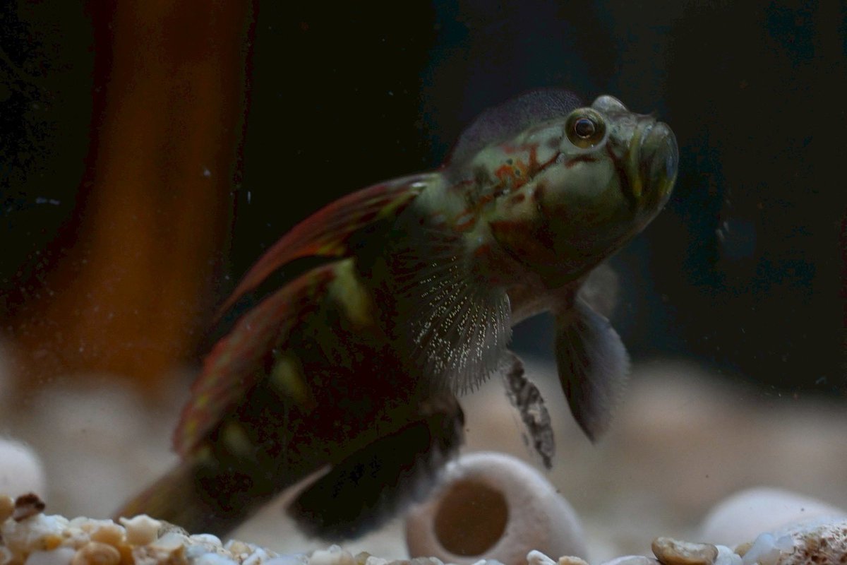 麻布学園生物部 tweet media