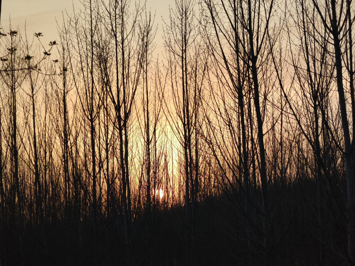 MuratMamhegov's tweet image. "Sunrise hike at Redwood National Park  Breathtaking trails, ancient trees, and that golden hour glow—nature’s perfect morning gift. Who’s joining my next adventure  #OutdoorVibes #Wanderlust"