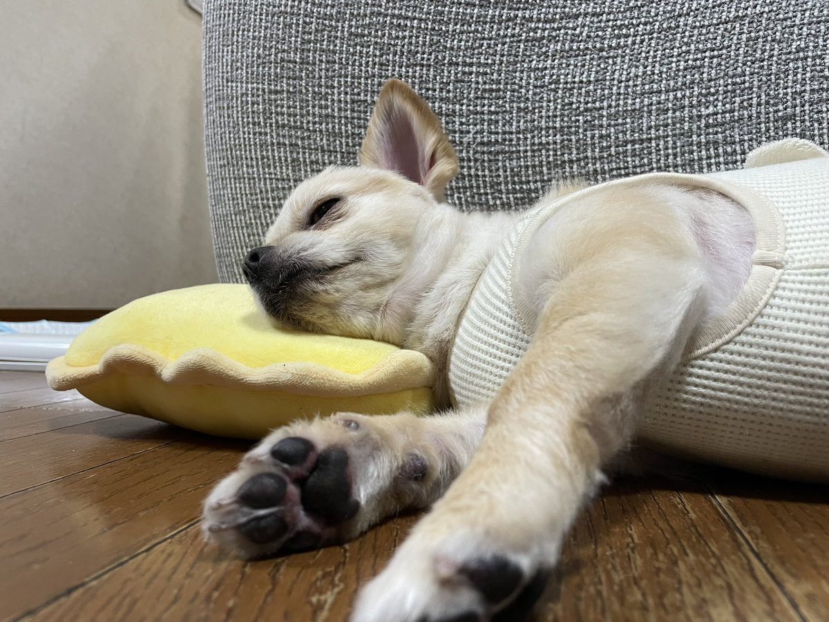 チワワのかため・あくび🐶日記 tweet media