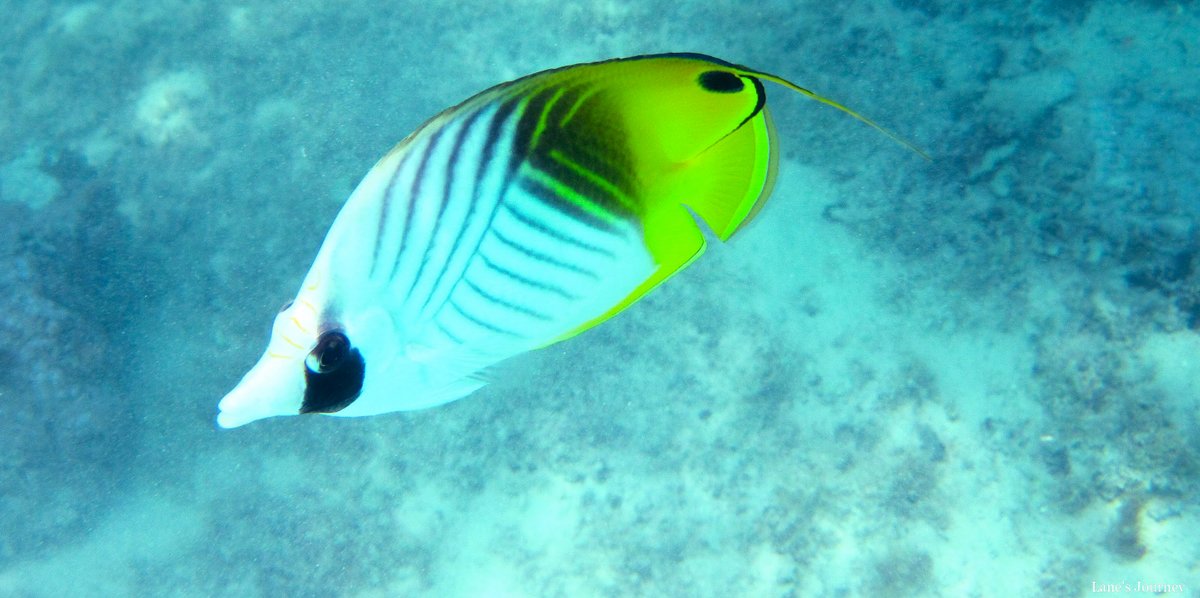 LanesJourney's tweet image. From The Vault:  #Paradise 

More from #BoraBora...  Snorkeling every day was a delight!  

#TravelMemories #TravelPhotography