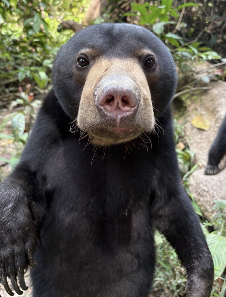 Mr. Honeydew tweet media