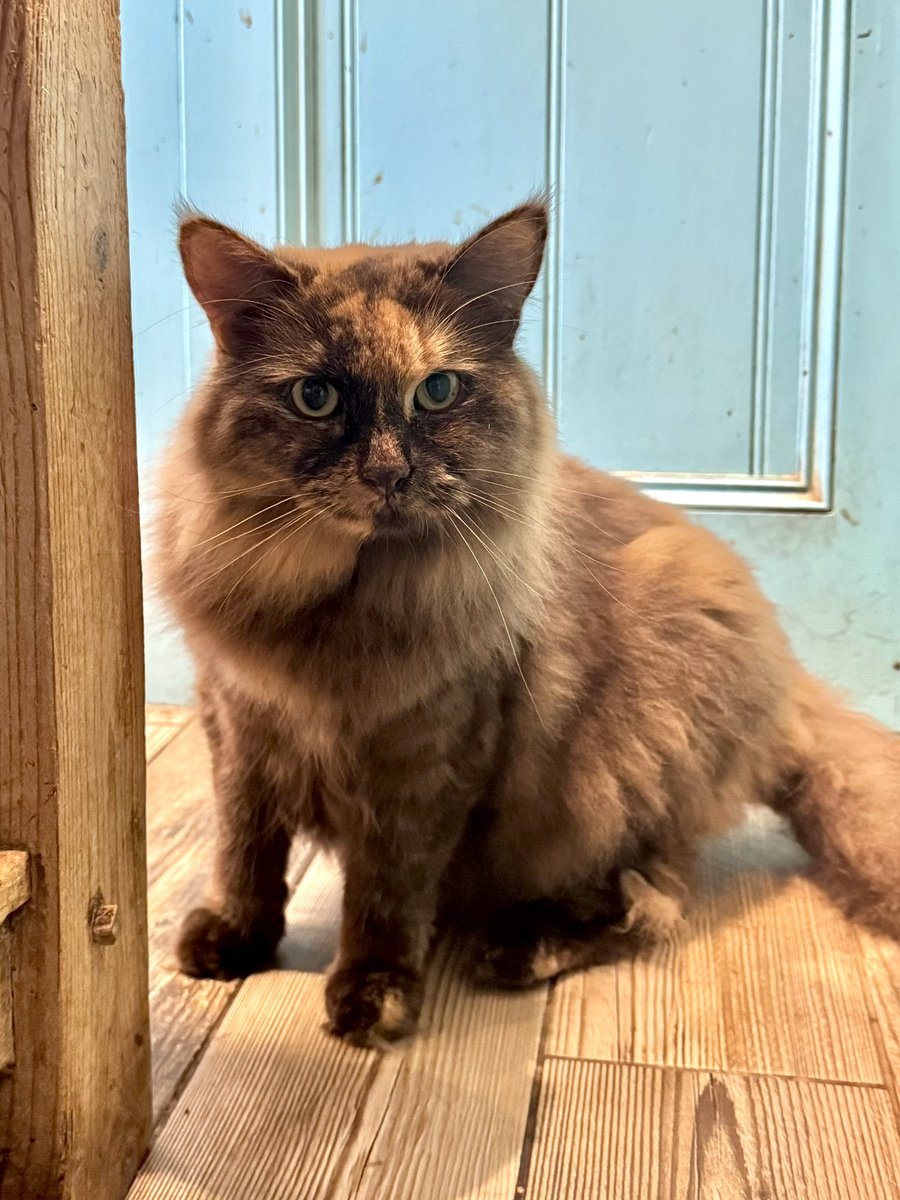 Catastrophes Cats Rescue tweet media