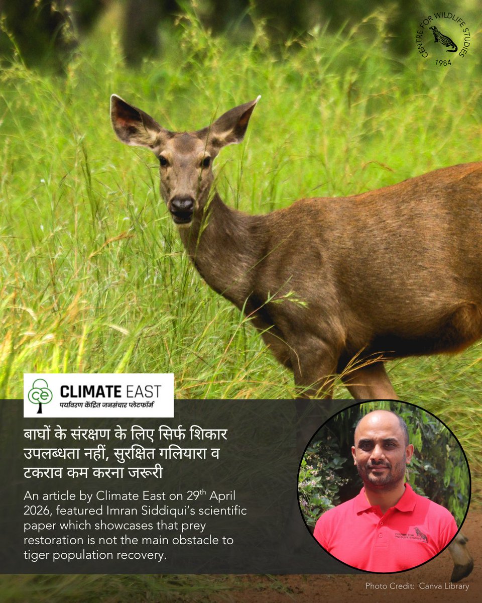 cwsindia's tweet photo. A recent article by Climate East on 29th April 2026 covered a scientific paper by Imran Siddiqui, Senior Field Conservationist at the Centre For Wildlife Studies. Read more here: https://t.co/Jt2yRoFbmP
#TigerRestoration #KawalTiger #ConservationScience #TigerPopulation https://t.co/rzzyrJw5QV